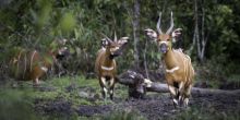 Lango Camp, Odzala National Park, Republic of Congo