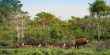 Lango Camp, Odzala National Park, Republic of Congo