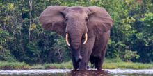 Lango Camp, Odzala National Park, Republic of Congo