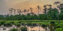 Lango Camp, Odzala National Park, Republic of Congo