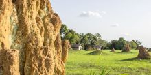 Mboko Camp, Odzala National Park, Republic of Congo