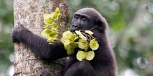 Ngaga Camp, Odzala National Park, Republic of Congo