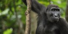 Ngaga Camp, Odzala National Park, Republic of Congo