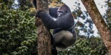 Ngaga Camp, Odzala National Park, Republic of Congo