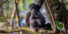 Ngaga Camp, Odzala National Park, Republic of Congo