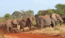 Offbeat Meru Camp, Meru National Park, Kenya