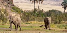 Okahirongo elephants