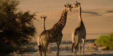 Okahirongo giraffes