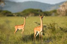 Ol Donyo Wuas, Chyulu Hills, Kenya