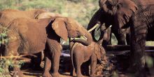 Elephants at the Ol Malo Wateringhole
