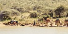 Ol Malo camel ride