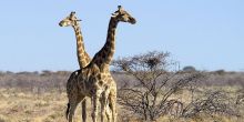 Onguma Bush Camp, Etosha National Park, Namibia