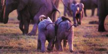 Gorah Elephant Camp, Addo Elephant National Park, South Africa