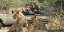 Game drive with lions