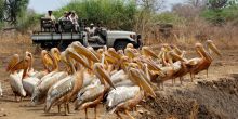 Tafika Camp, South Luangwa National Park, Zambia