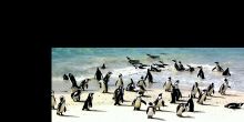 Irresistibly charming penguins waddle onto the white sand beaches at Boulders Beach, Cape Town, South Africa