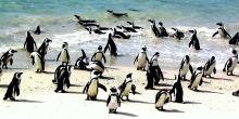 Peninsula Tour with Sea Kayaking, Cape Town, South Africa
