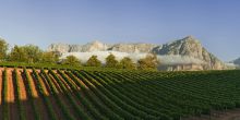 The beautiful Chardonnay Valley at Delaire Graff, Stellenbosch, South Africa