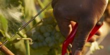 Harvesting grapes for white wine at Delaire Graff, Stellenbosch, South Africa