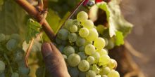 Wine lands Tour Private Inclusive Full Day, Cape Town, South Africa