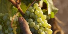 Cape Wineland Tour Scheduled Full Day, Cape Town, South Africa