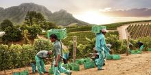 Wine lands Tour Private Inclusive Full Day, Cape Town, South Africa