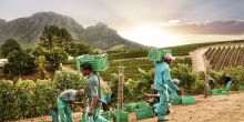 Cape Wineland Tour Scheduled Full Day, Cape Town, South Africa
