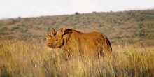 Gorah Elephant Camp, Addo Elephant National Park, South Africa
