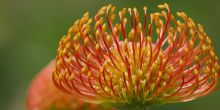 The exquisite and delicate Pinchusion Protea blooming at Kirstenbosch Gardens, Cape Town, South Africa