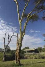 Porini Rhino Camp, Ol Pejeta Reserve, Kenya