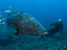 Potato Bass- Rocktail Beach Camp, KwaZulu-Natal, South Africa Â© Anthony Grote