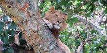 Guests can take a driving safari to see the tree climbing lions of Queen Elizabeth NP