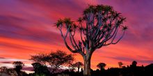 Quivertree