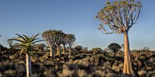 Quivertree