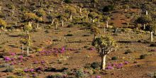 Quivertree