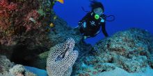 Reef Diving
