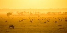 Great Wildebeest Migration
