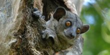 Gite de Kirindy, Kirindy National Park, Madagascar