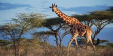 Loisaba Lodge, Laikipia, Kenya