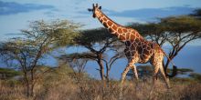 Sabuk Lodge, Laikipia, Kenya