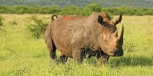 Madikwe Hills Game Lodge, Madikwe Game Reserve, South Africa