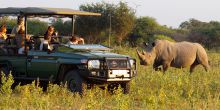 rhino