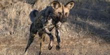 Thornybush Game Lodge