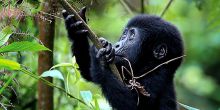 Baby Gorilla
