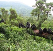 Band of Gorillas