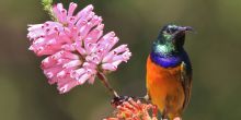 A Superb Starling's long, hooked beak helps it sip nectar from tubular flowers at Kirstenbosch Gardens, Cape Town, South Africa