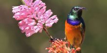 Table Mountain & Kirstenbosch Private Full Day, Cape Town, South Africa