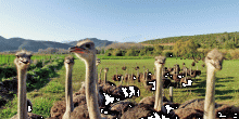 Oudtshoorn, South Africa