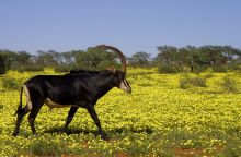 Sable during the green season- Tswalu Kalahari, Twsalu Kalahari, South Africa