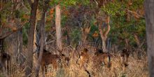 Chada Katavi, Katavi National Park, Tanzania